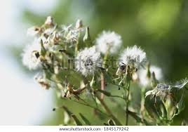 Image result for Lactuca indica