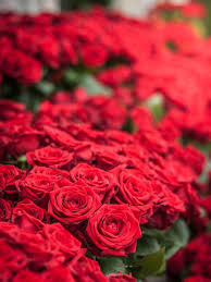 Aus der cd adio mariarosen sind eben die königin der blumenein netten lied mit schönen bildern. 100 Rosen Bestellen Blumigo