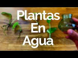 Solo necesitarás tarritos de cristal, una. Diy Plantas De Agua Como Decorar Con Ellas Homify Plantas En Agua Plantas Plantas De Interior