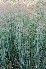 Image result for Panicum infestum