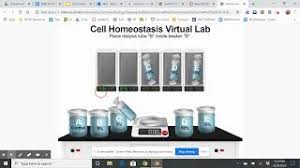 This is a virtual cell homeostasis (osmosis) lab with dialysis tubing and sugar solutions. Cell Homeostasis Virtual Lab Youtube
