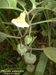 Image result for Physalis pubescens
