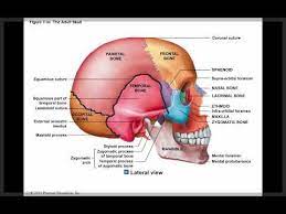 Chapter 7 Module 1 Axial Skeleton And The Skull Youtube