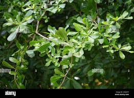 Image result for Terminalia neotaliala