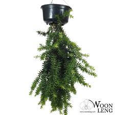 Image result for Huperzia bampsiana