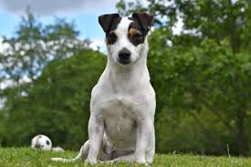 Der quirlige jack russell terrier ist ein sehr aktiver und dabei überaus selbständiger hund, der ursprünglich einmal für die fuchsjagd gezüchtet wurde. Jack Russell Terrier Der Familienhund Schlechthin In 2019