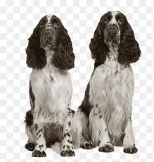 English springer spaniel pups 3 girls, kc reg born on 15th may,ready to leave 10th july, all. English Springer Spaniel Png Images Pngegg