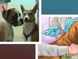 You can facilitate positive behavior in your dogs, helping them to get along. 3 Ways To Make Your Dog Get Along With Other Dogs Wikihow