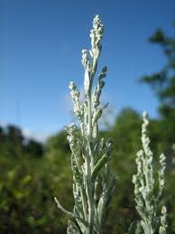 Image result for Polystachya tridentata