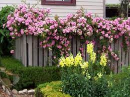 Update On Peggy Martin Rose Plants Climbing Roses Garden Inspiration