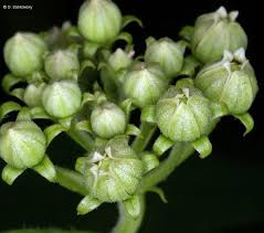 Image result for Cynanchum praecox