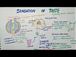 Image result for Taste Sensation
