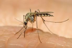 Zika Virus And Pregnancy American Pregnancy Association