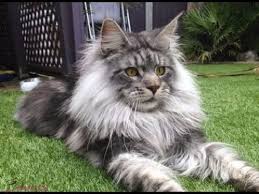 صور قطط كيوت اجمل القطط في العالم مجلة انا حواء bad cats cats funny animals