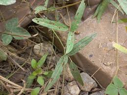 Image result for Vigna oblongifolia