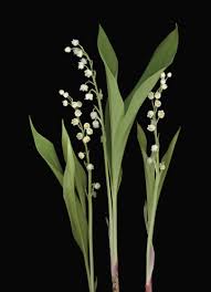 Isabel Bannerman On The Evocative Pleasure Of Scented Plants Lily Of The Valley Garden Workshops Primroses