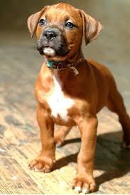Pitbull Boxer Mix Black And Brown Labrador Boxer Mix Pet Lovers Pitbull Mix Puppies Boxer Mix Puppies Boxer Dogs