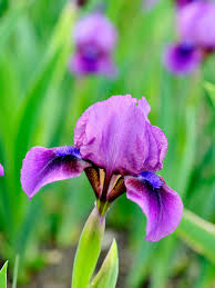 Defined by multiple things, all of which anticipate an openness to change, growth and possibility. Flowering Bulbs For Fall Planting Diy