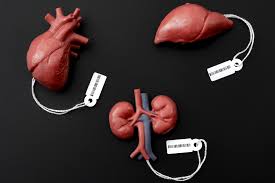 Forced Organ Harvesting | Voices in Bioethics
