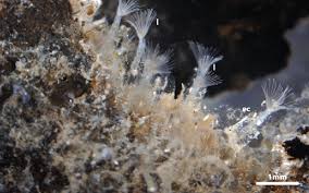 Image result for Kotschya stolonifera