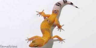 Leopard Gecko Morphs Color Mutations Happen In Geckos