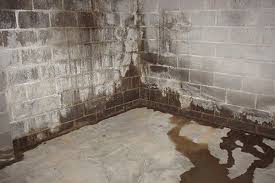 One of the biggest causes of mold in the basement is flooding. Basement Mold What Should I Do