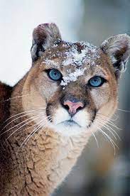 Animal Photography Animal Photography Photography Big Cats Animals Beautiful Big Cats Animals Wild