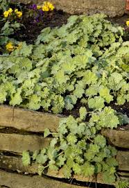 Image result for Alchemilla ellenbeckii