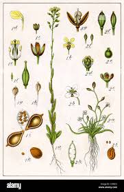 Image result for Subularia monticola