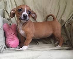 The average lifespan of a mixed breed is around 12 to 20 years. All About The Chiweenie Chihuahua Dachshund Mix Facts Information