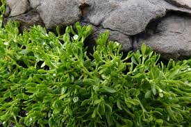 Image result for Montia fontana