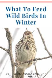 Birds For Cats To Watch Winter Winter Bird Feeding Is A Rewarding Season To Watch Wild Birds In 2020 Backyard Birds Watching Feeding Birds In Winter Wild Bird Food