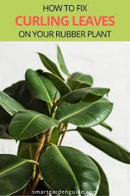 Why Are My Rubber Plant Leaves Curling And How To Fix It Smart Garden Guide Rubber Plant Plant Leaves Plants