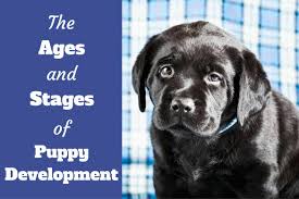 Is it ok to take a lab puppy at 7 weeks home? Ages And Growth Stages Of Puppy Development A Week By Week Guide