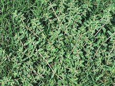 Use a trowel to dig individual holes for planting the ground cover plants. Common Weeds