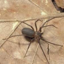 Brown Recluse Spider Tennessee Pest Identifier U S Pest
