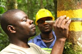 Image result for Strephonema sericeum