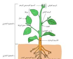 Image of الخلايا المرستيمية في الأنسجة النباتية