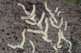 Image result for Aerva javanica