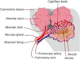 Neurofibromas are a type of noncancerous neoplasm. Pulmonary Alveolus Wikipedia