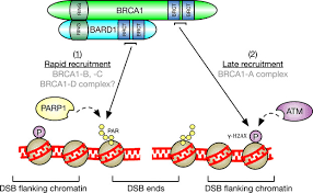 Image result for BRCA1