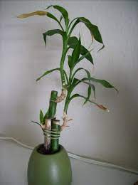 Caring for a lucky bamboo plant is a relaxing pastime that's great for reducing stress. Your Top Questions About Lucky Bamboo Care Answered