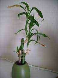 Maybe you would like to learn more about one of these? The Meaning Of Lucky Bamboo Numbers