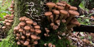 Attach the ladders on 3 blocks of the trunk, closest to the ground. This Giant Mushroom Is The Largest Organism Ever Nature And Wildlife Discovery
