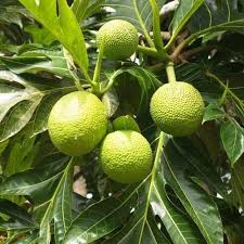 Image result for Treculia