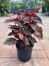 Image result for Acalypha polymorpha