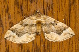 Image result for Pelurga comitata