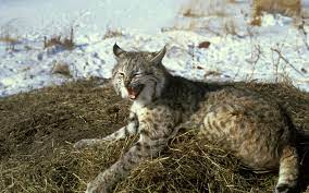 Accurate content you can trust, spreading knowledge on the animal kingdom, and giving back. Was That A Lynx Or A Bobcat Up North Tours