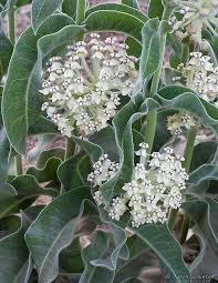 Woolly Pod Milkweed Asclepias Eriocarpa Can Be Found In Ca And Possibly Also In Nv Pollinator Garden Milkweed Plant Bee Garden