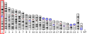 Brain Natriuretic Peptide Wikipedia